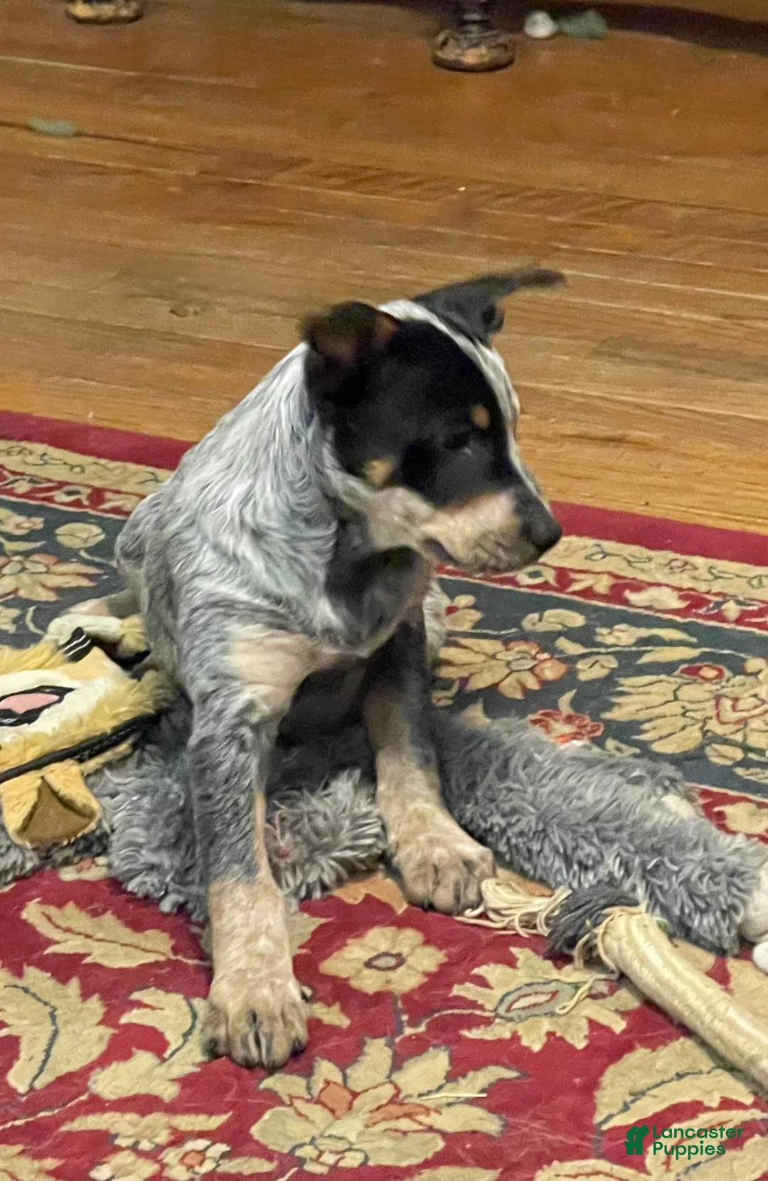 Australian Cattle Dog dogs for sale: Curly - Ad 2