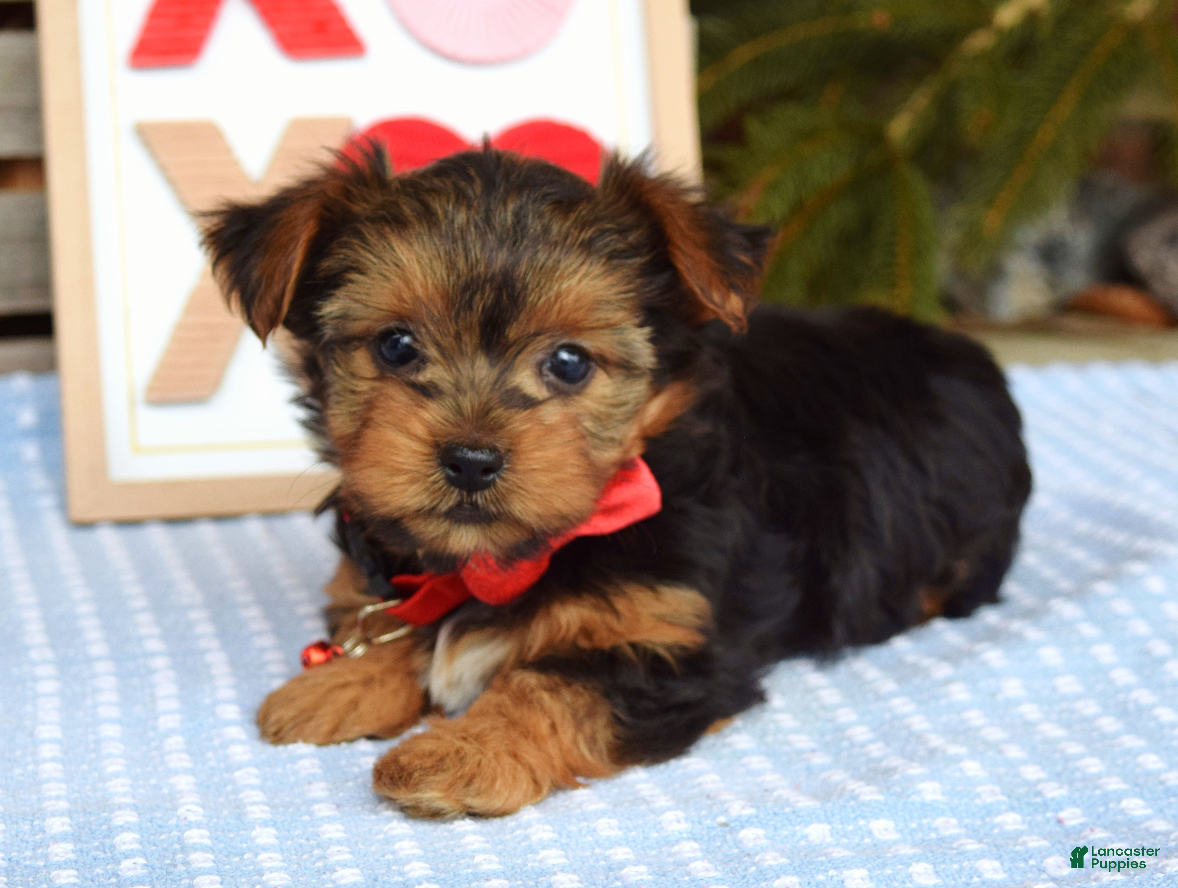 Yorkshire Terrier dogs Paisley  - Ad 2