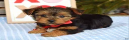 Yorkshire Terrier dogs for sale: Paisley  - Ad 2
