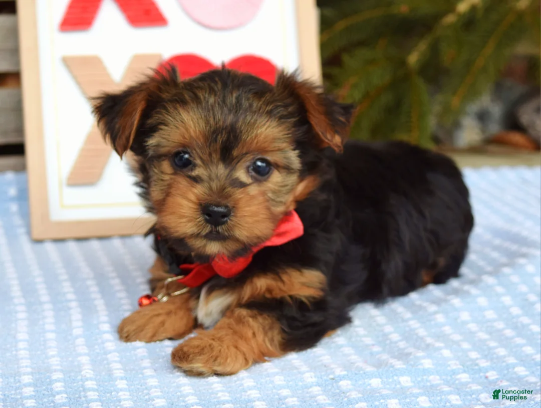 Yorkshire Terrier dogs for sale: Paisley  - Ad 2