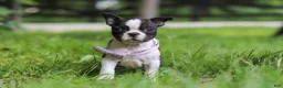 Boston Terrier dogs for sale: Delilah - Ad 2