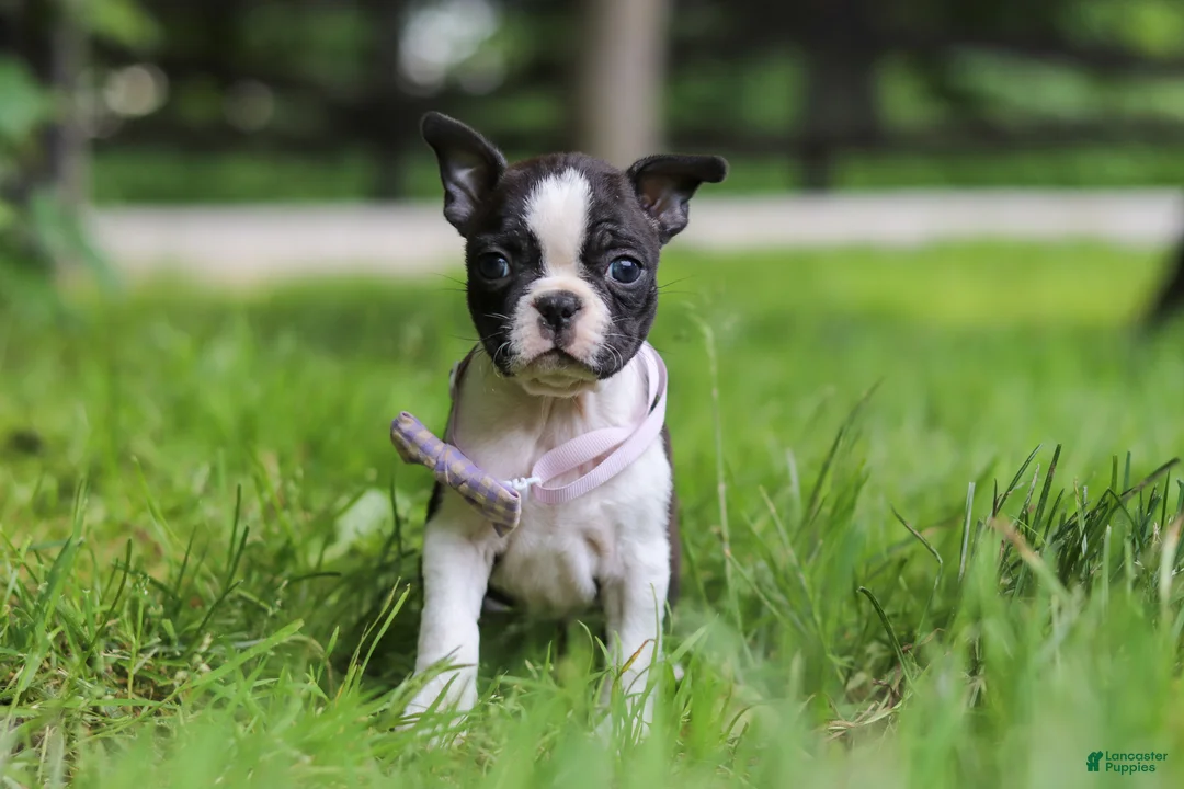 Boston Terrier dogs for sale: Delilah - Ad 2