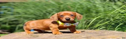 Miniature Dachshund dogs for sale: Alex - Ad 4