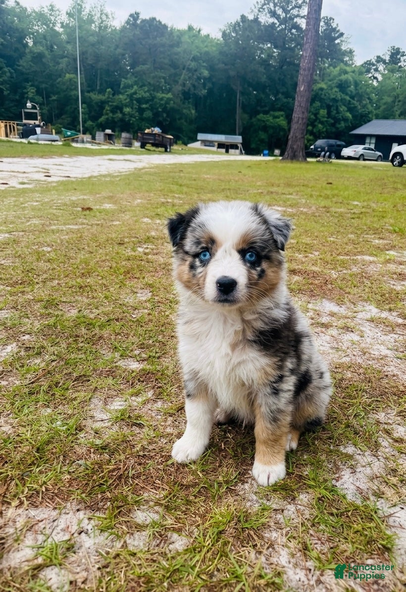Australian Shepherd dogs Peaches 🍑  - Ad 8