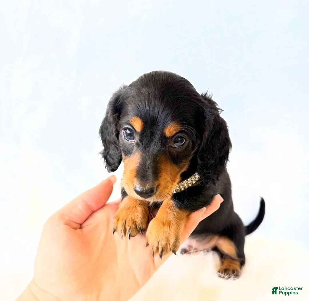 Miniature Dachshund dogs for sale: AKC Badger - Ad 17