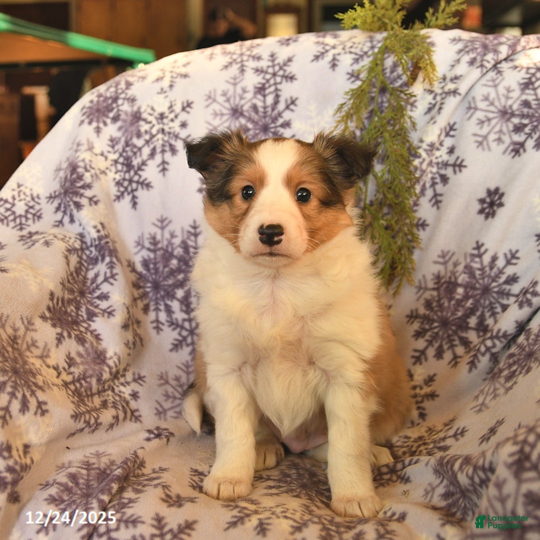 Shetland Sheepdog dogs for sale: Elf  - Ad 2
