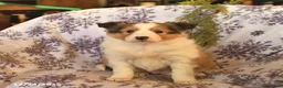 Shetland Sheepdog dogs for sale: Elf  - Ad 5