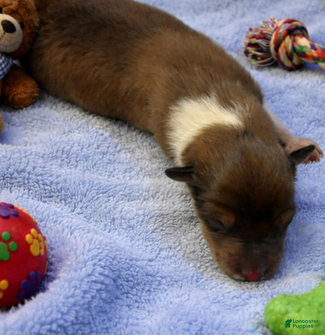 Collie dogs for sale: Scott - Ad 4