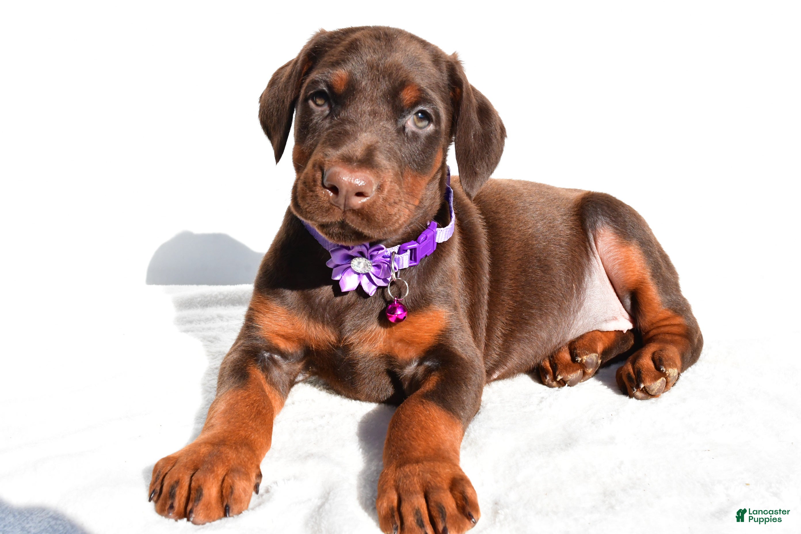 Doberman Pinscher dogs Lady - Ad 28