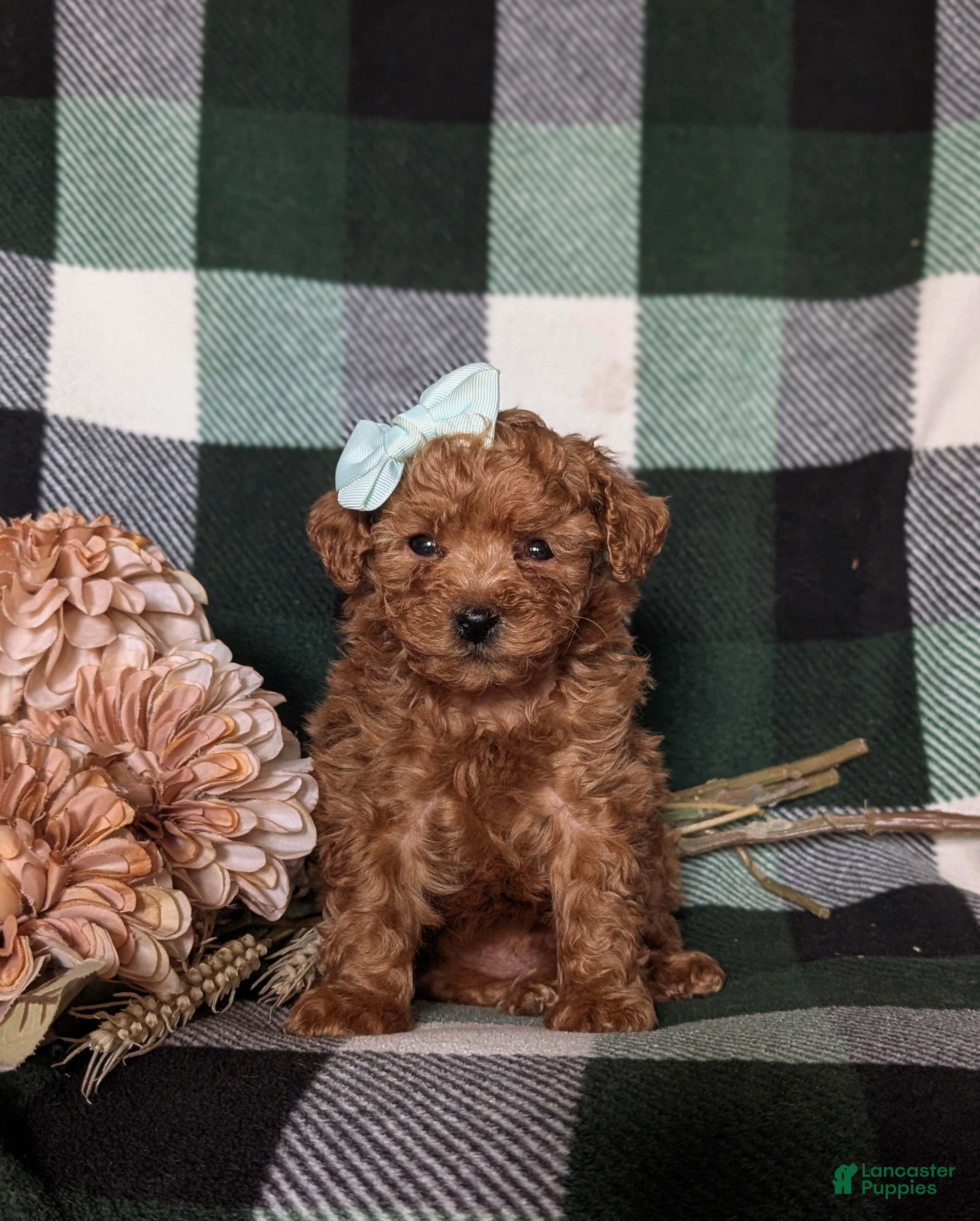 Miniature Poodle dogs Kensey - Ad 1