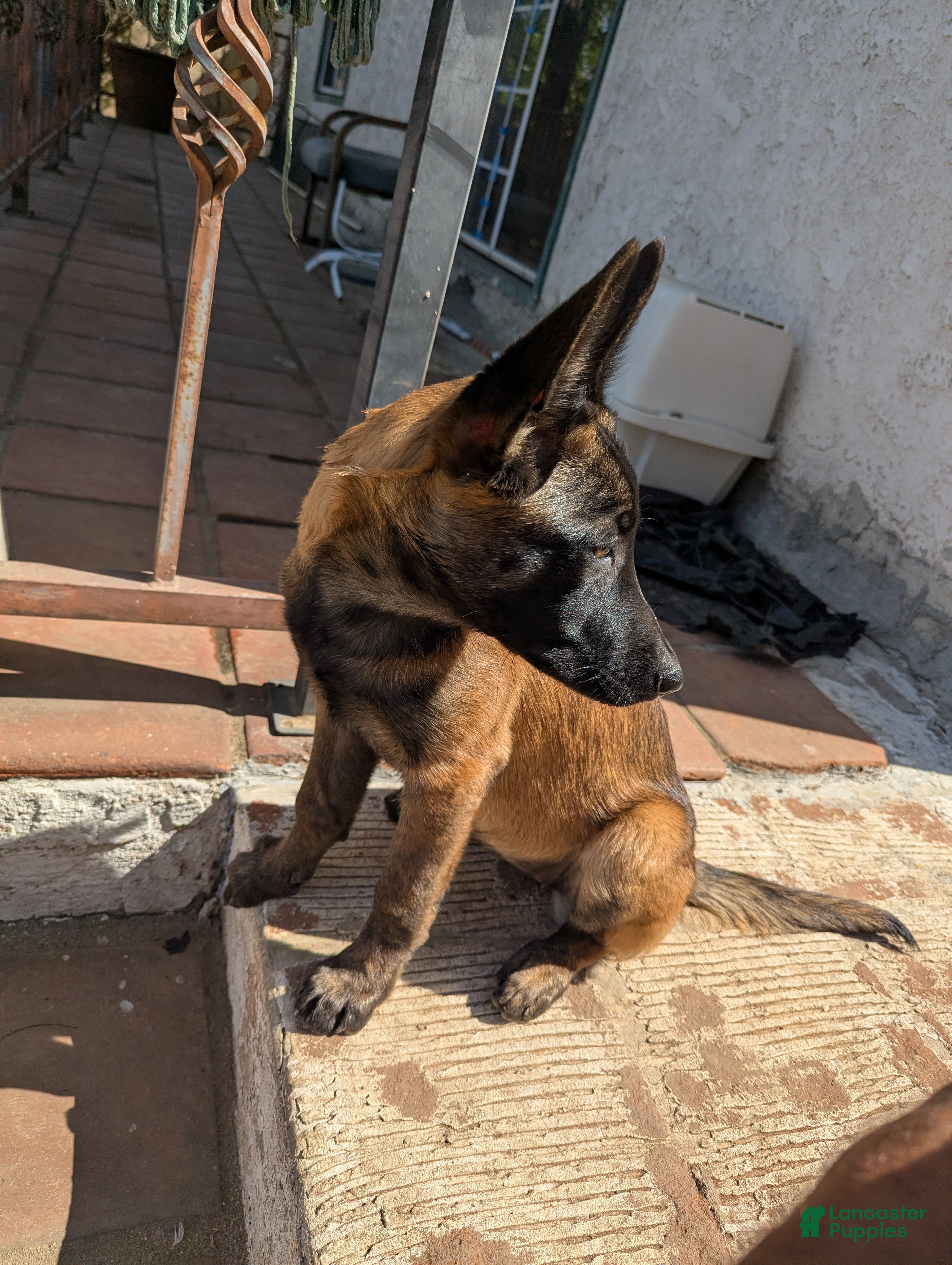 Belgian Malinois dogs Belgian Malinois Puppy 5 - Ad 41