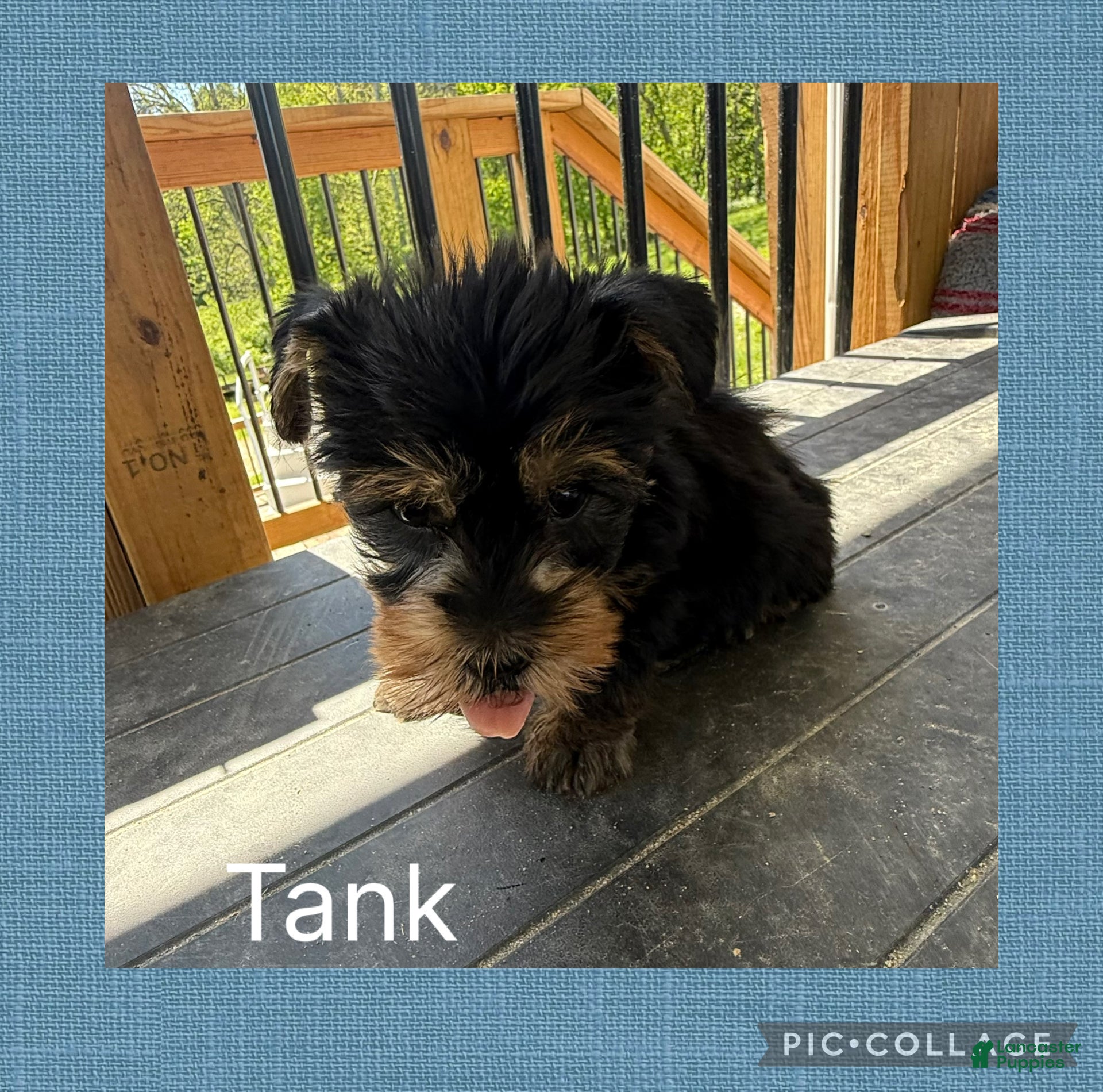 Yorkshire Terrier dogs Yorkshire Terrier Puppy 2 Tank - Ad 1