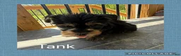 Yorkshire Terrier dogs for sale: Yorkshire Terrier Puppy 2 Tank - Ad 3