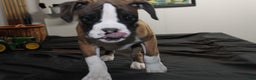 Boxer dogs for sale: Dash - Ad 5