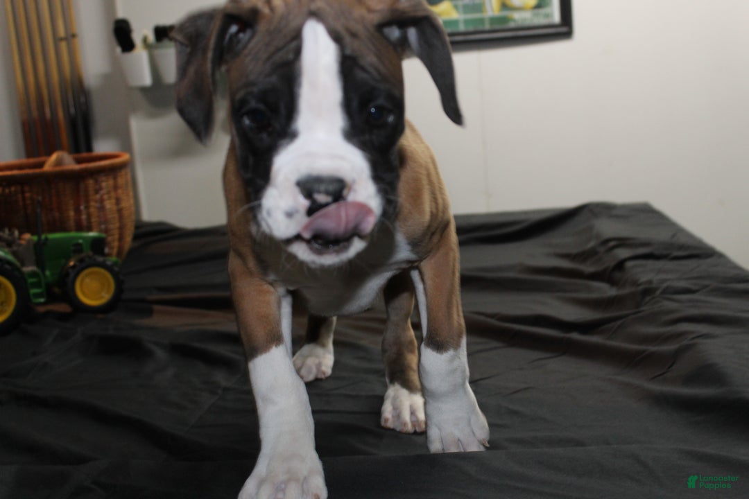 Boxer dogs for sale: Dash - Ad 5