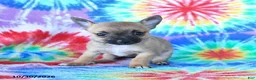 Mixed Breed dogs for sale: Muffin - Ad 3