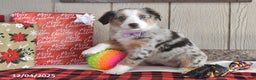Australian Shepherd dogs for sale: Amber - Ad 2
