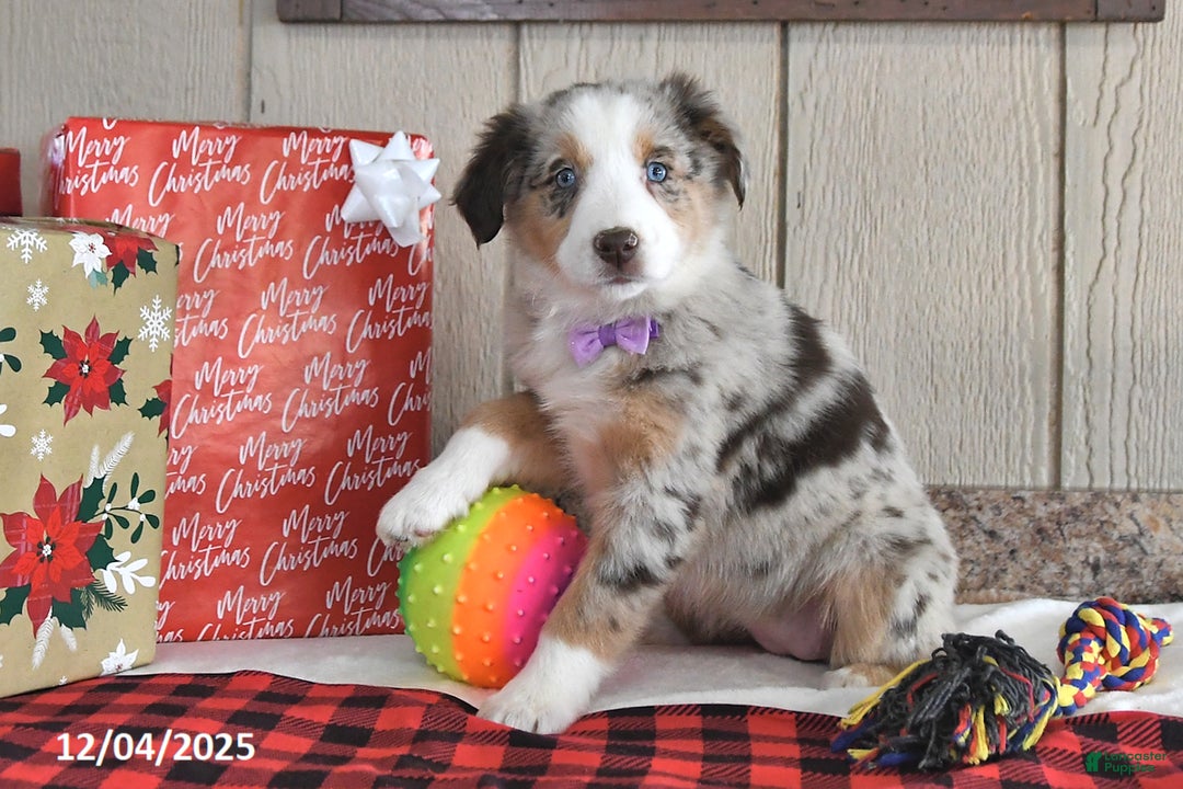 Australian Shepherd dogs for sale: Amber - Ad 2