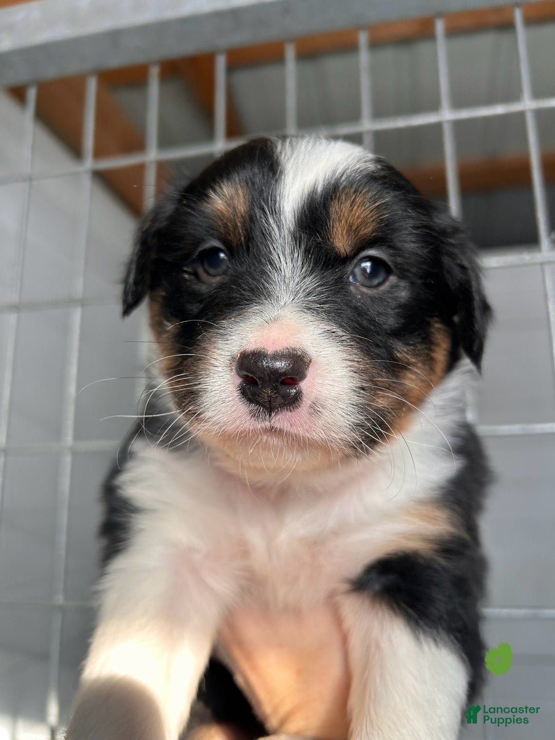 Australian Shepherd dogs for sale: Buster - Ad 1