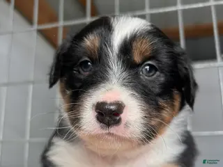 Australian Shepherd dogs Buster - Ad 34