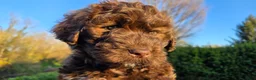 Portuguese Water Dog dogs for sale: Forrest - Ad 8