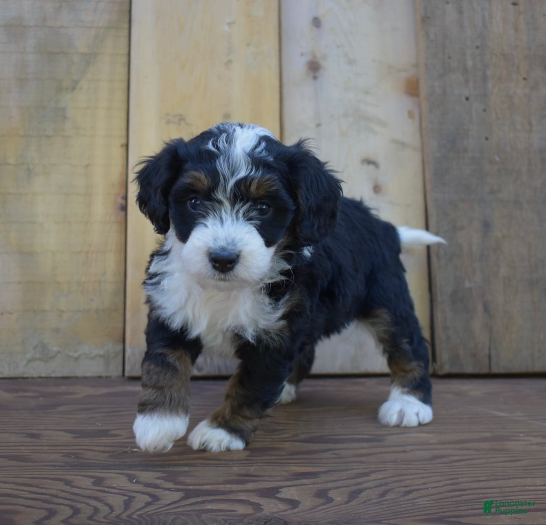 Mini Bernedoodle dogs for sale: Skye - Ad 4