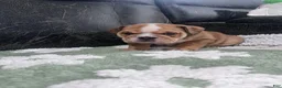 English Bulldog dogs for sale: Cocoa - Ad 2