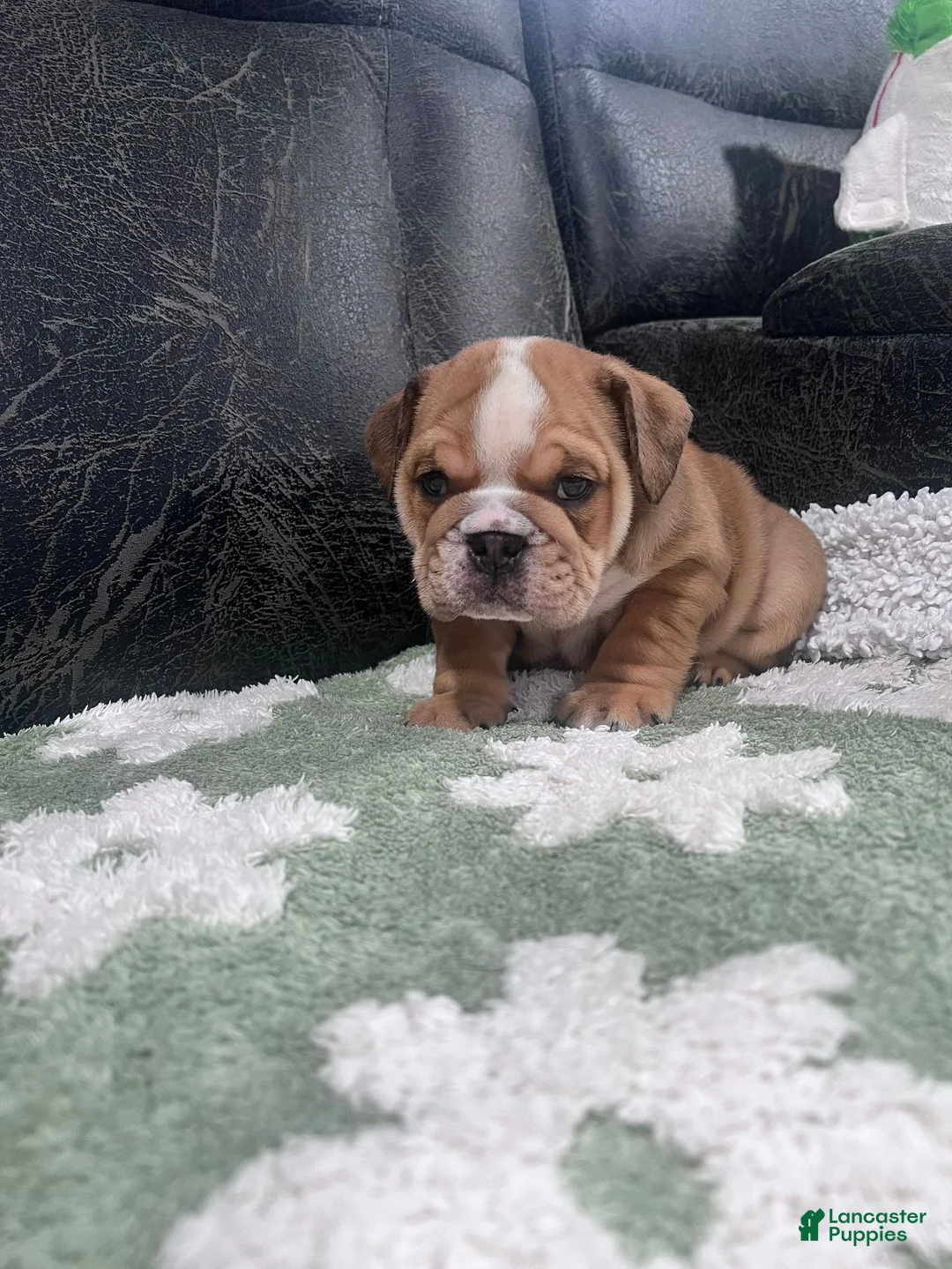English Bulldog dogs for sale: Cocoa - Ad 2