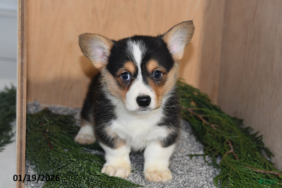 Welsh Corgi Pembroke dogs for sale: Lily - Ad 2