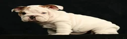 English Bulldog dogs for sale: Lulu - Ad 3