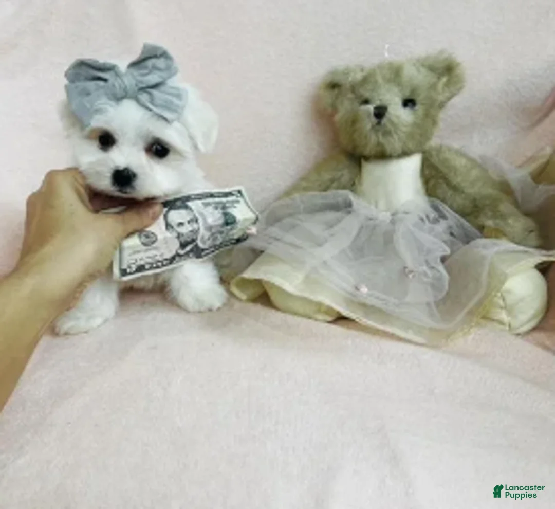 Maltese dogs for sale: Maltese 1 - Ad 3