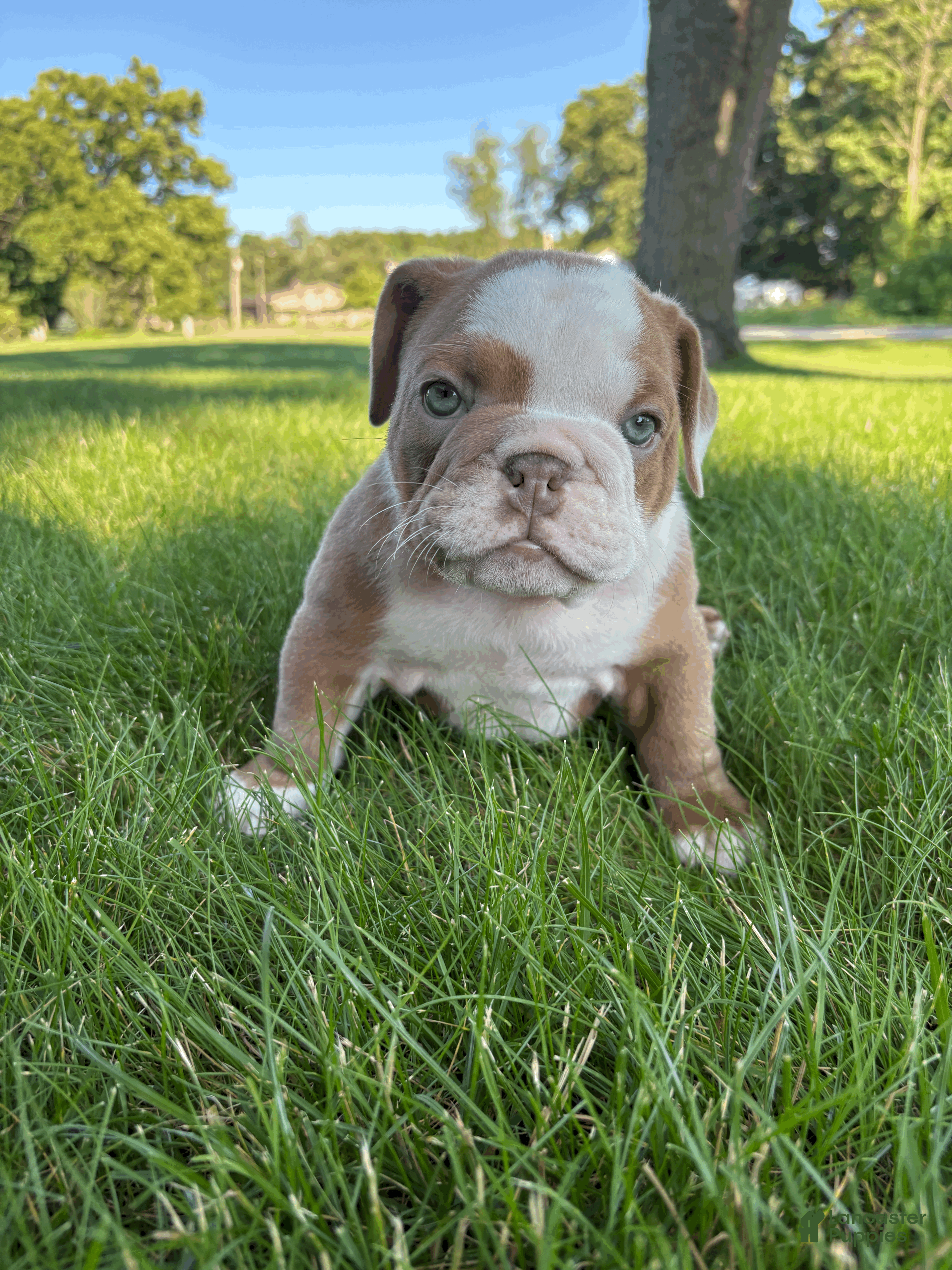 Mixed Breed dogs Lucy - Ad 1