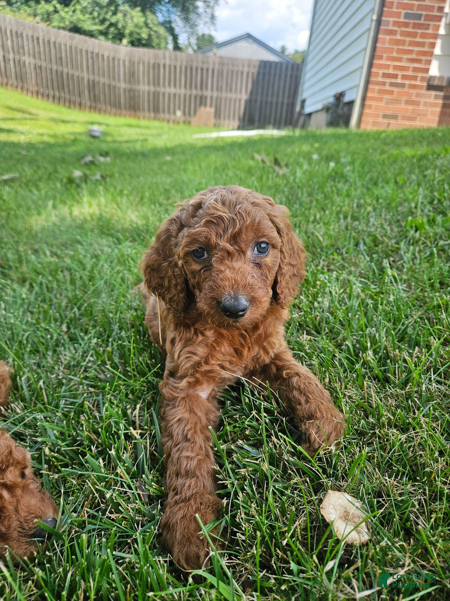 Goldendoodle dogs Goldendoodle 3 - Ad 35