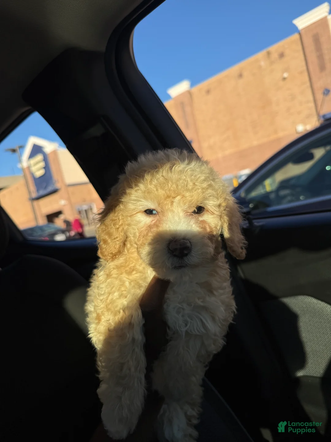 Mini Aussiedoodle dogs for sale: Lonny Breaux - Ad 2