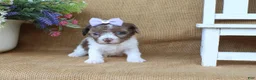 Cavapoo dogs for sale: Kate - Ad 4