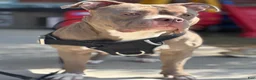 American Bully dogs for sale: American Bully 1 - Ad 19