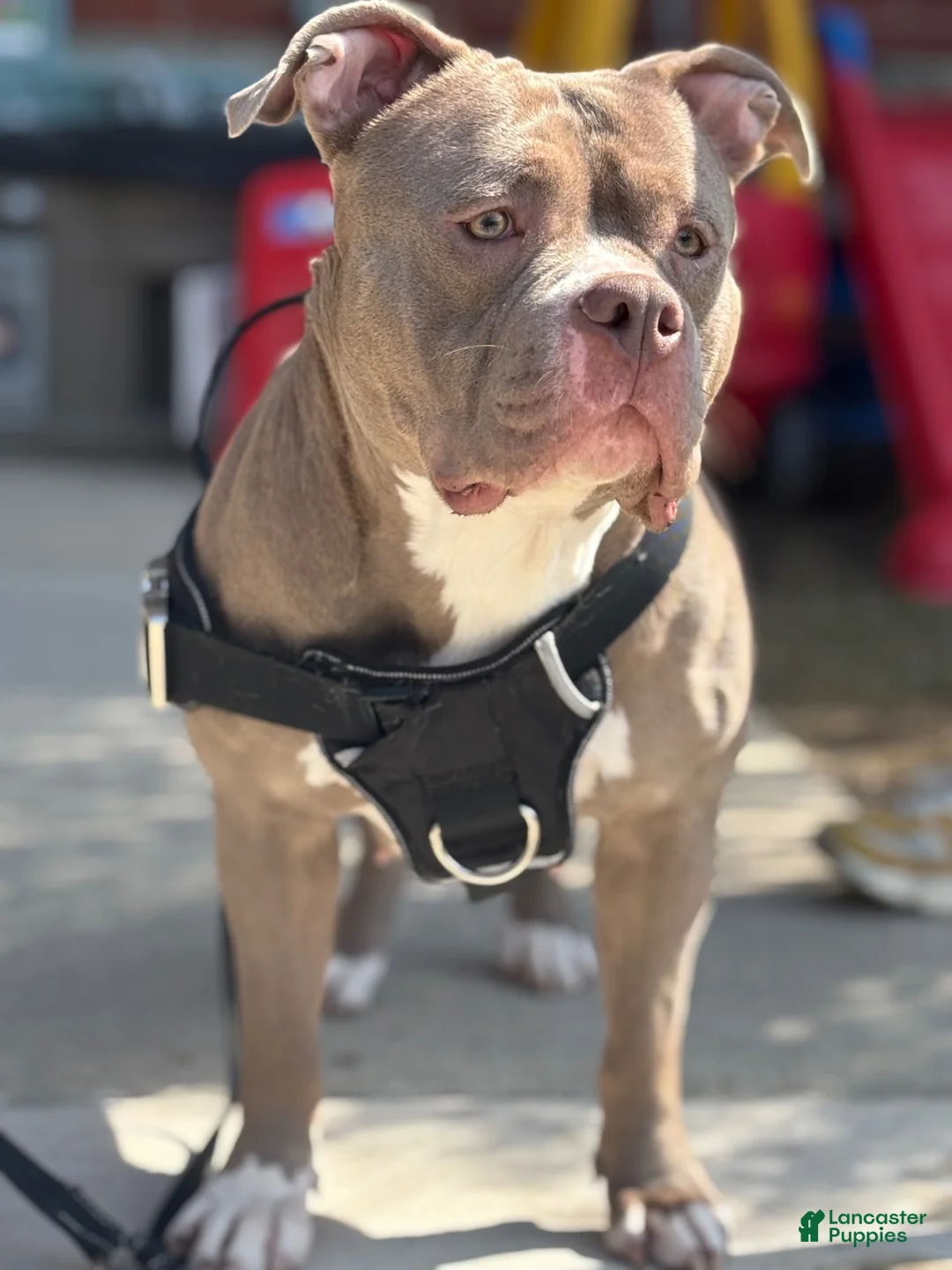 American Bully dogs for sale: American Bully 1 - Ad 19