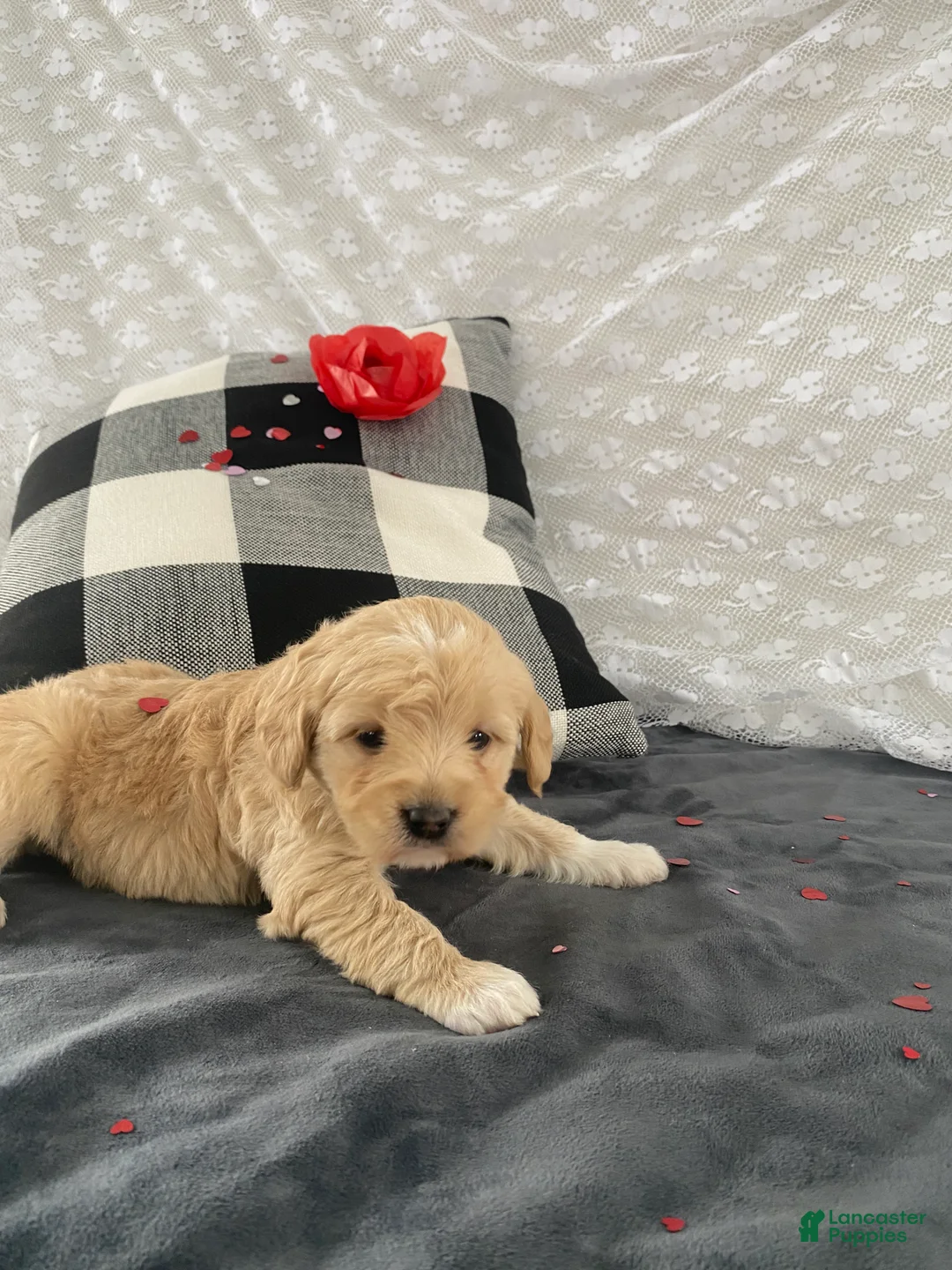 Mixed Breed dogs for sale: Kaya - Ad 4