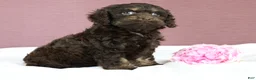Cockapoo dogs for sale: Selah 🌺 - Ad 8