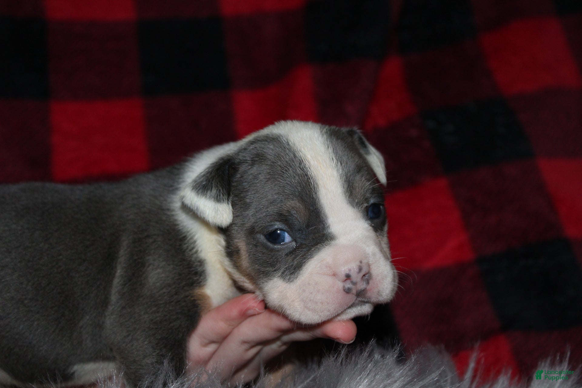 American Bully dogs Lynx  - Ad 2