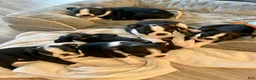 Boston Terrier dogs for sale: Boston Terrier Female 1 Puppy - Ad 6