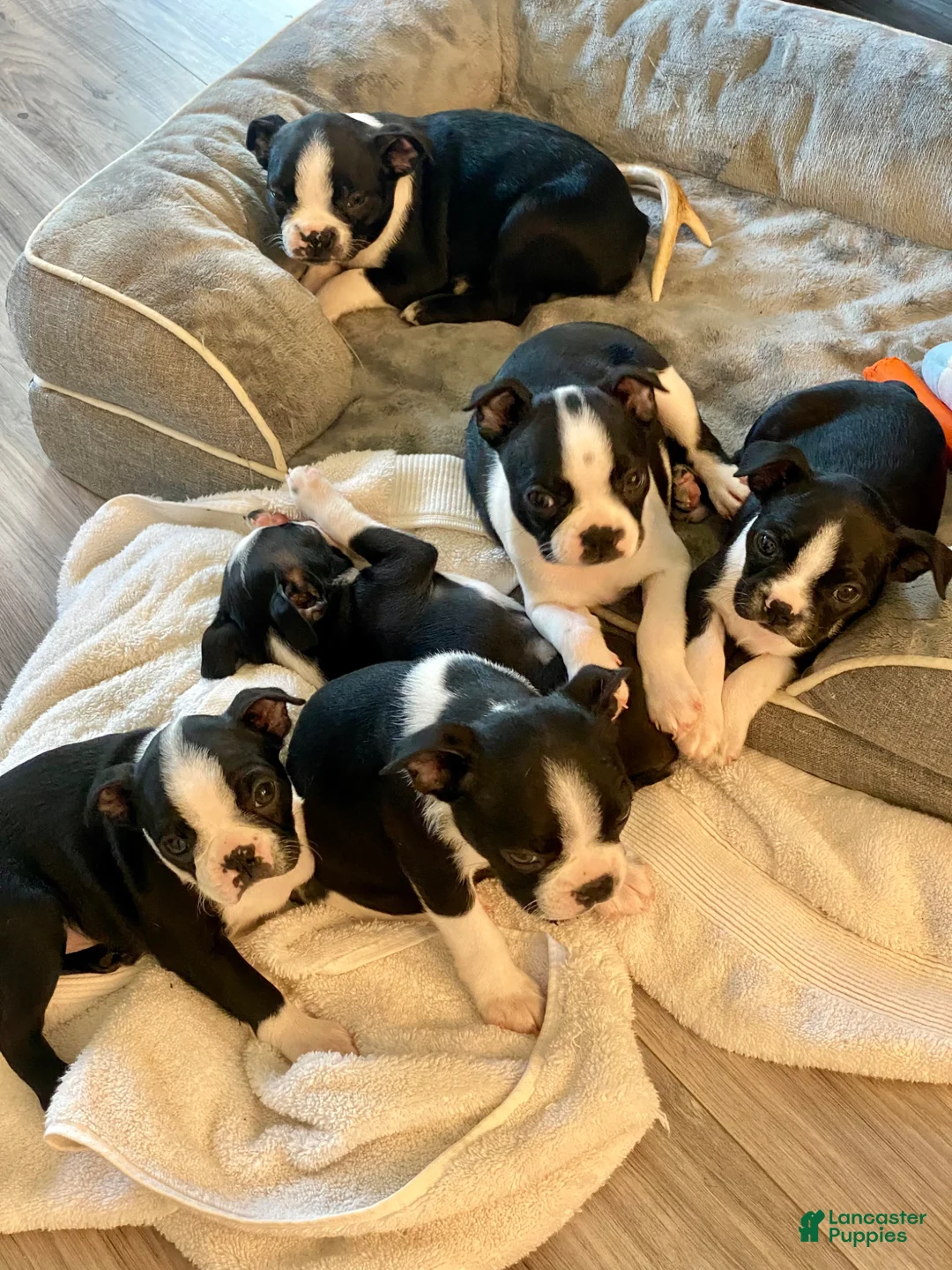 Boston Terrier dogs for sale: Boston Terrier Female 1 Puppy - Ad 6