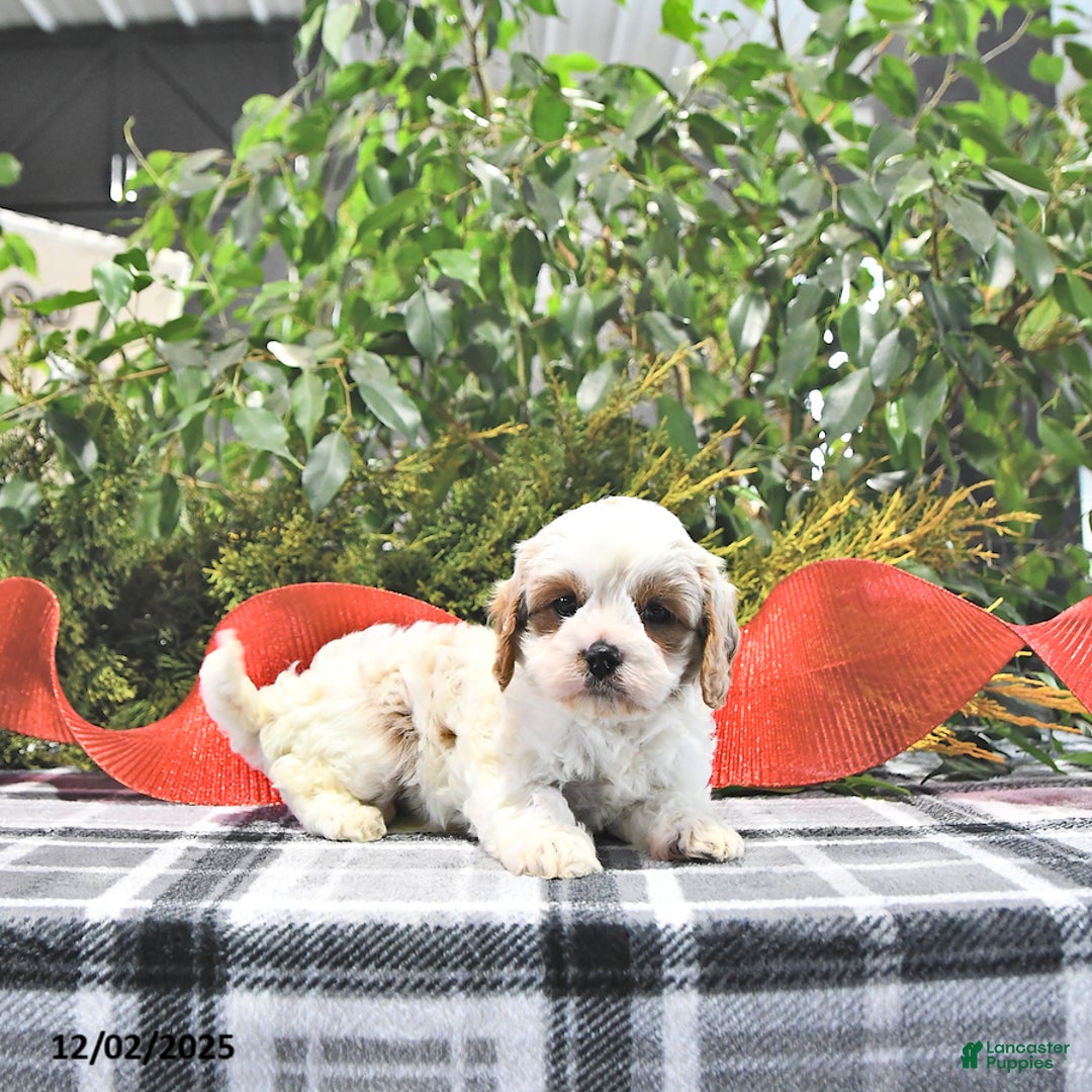 Cavapoo dogs for sale: Jolly - Ad 4