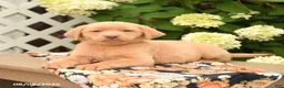 Labrador Retriever dogs for sale: Mango - Ad 4