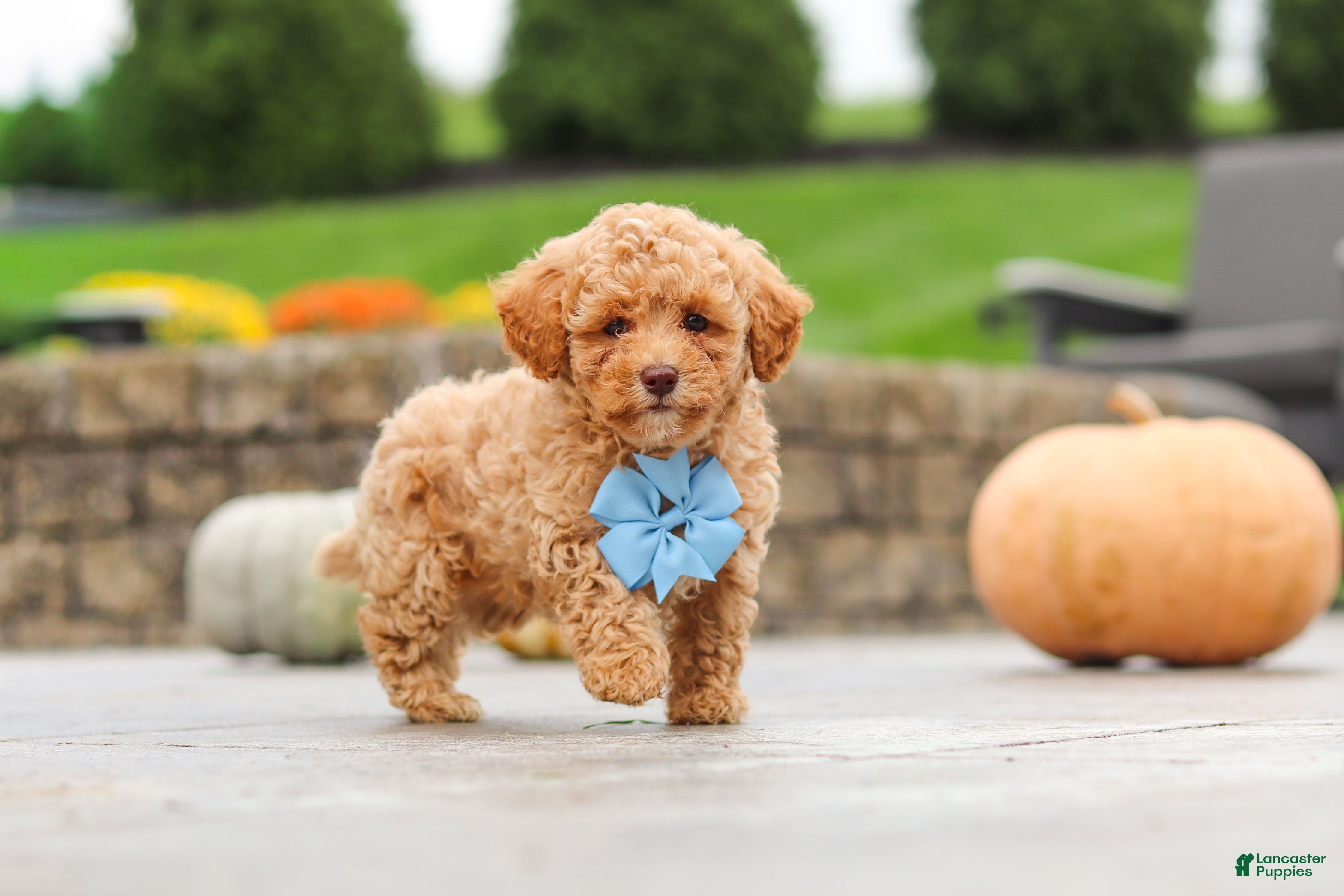 Cavapoo dogs Cosby - Ad 2