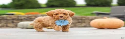 Cavapoo dogs for sale: Cosby - Ad 2