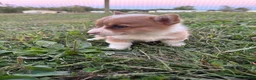 Welsh Corgi Pembroke dogs for sale: Ruby - Ad 2