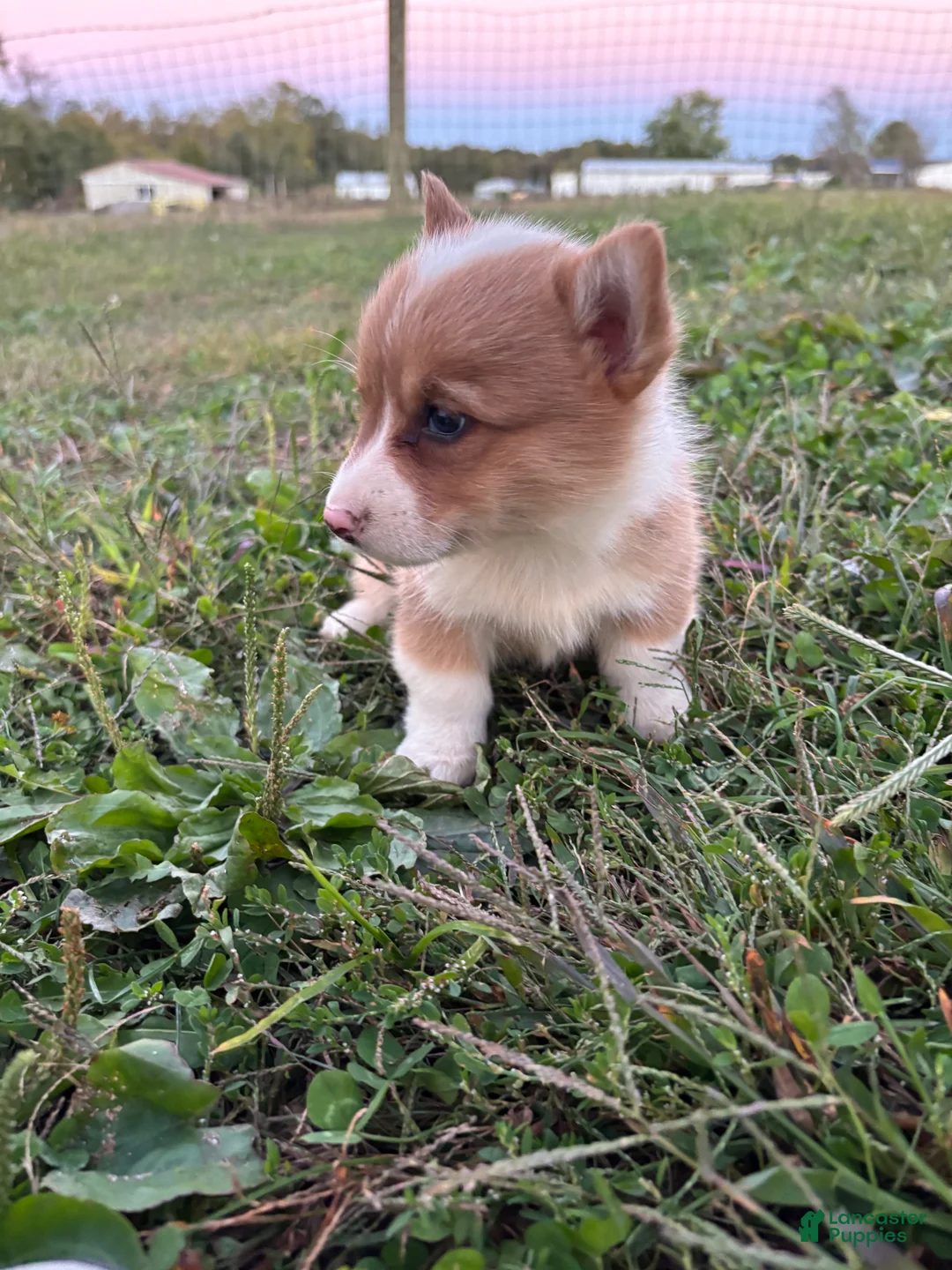 Welsh Corgi Pembroke dogs for sale: Ruby - Ad 2