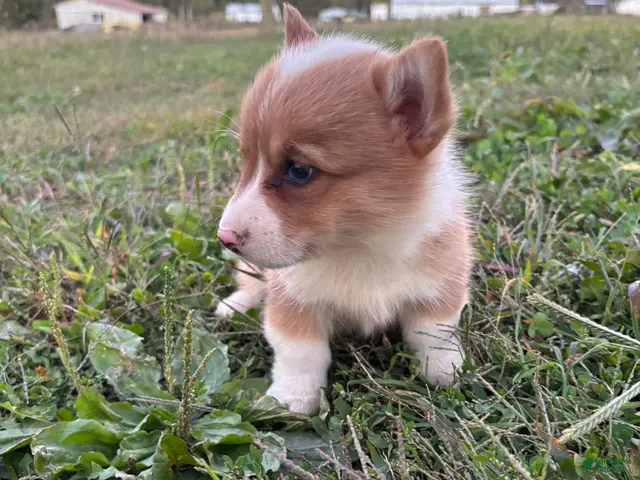 Welsh Corgi Pembroke dogs for sale: Ruby - Ad 2