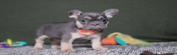 French Bulldog dogs for sale: Bethany - Ad 9